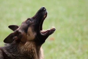 Landlord Liability for Dog Bites