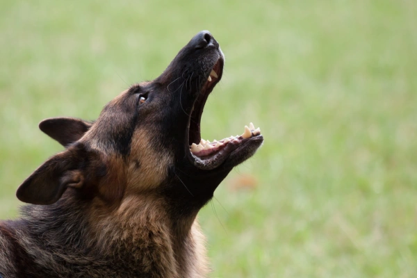 Landlord Liability for Dog Bites
