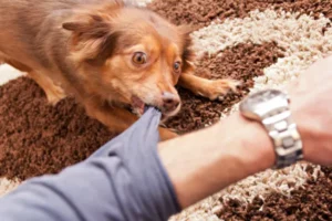 Liability in Dog Bite Cases